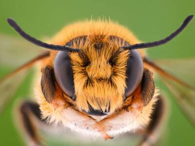 Differenza tra ape e vespa: dal pungiglione all’alimentazione, passando per il ciclo vitale