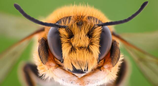 Differenza tra ape e vespa: dal pungiglione all&#8217;alimentazione, passando per il ciclo vitale