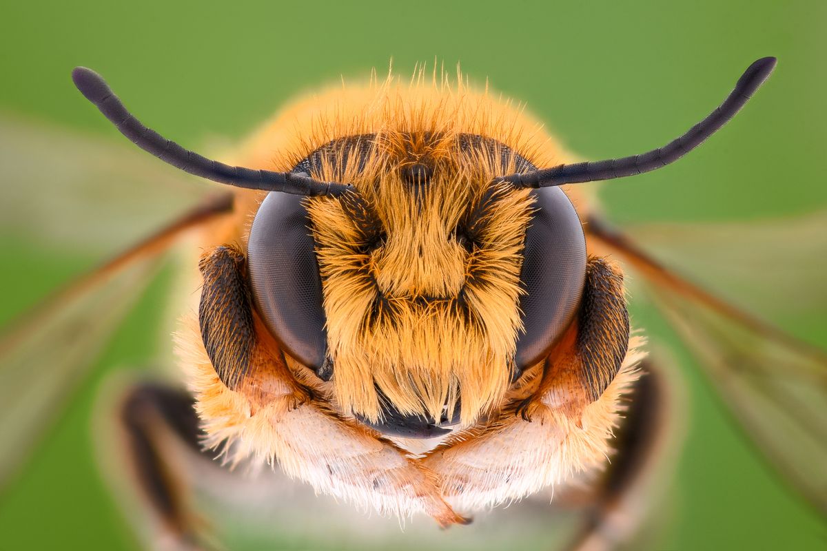 ape insetto ritratto zoom