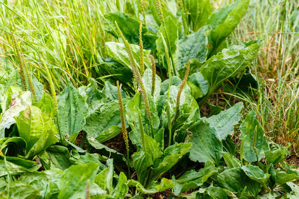 flowering plant with leaves