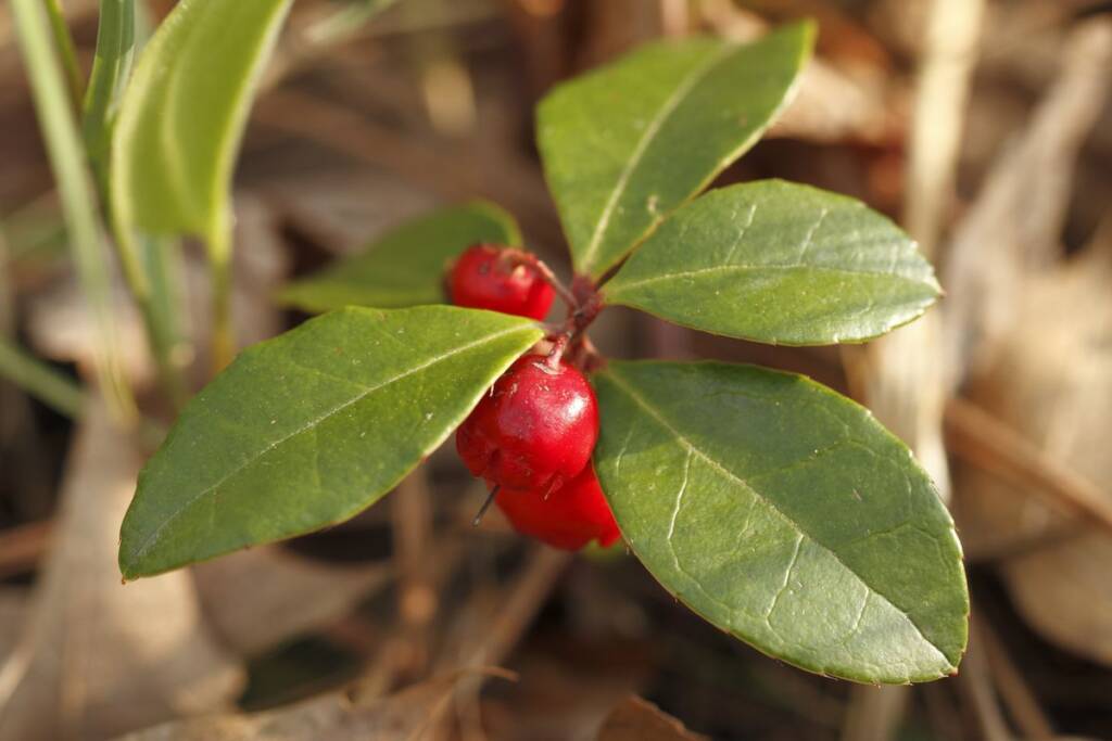 Wintergreen Gaultheria procumbens bacche rosse