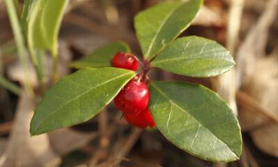 Wintergreen Gaultheria procumbens bacche rosse