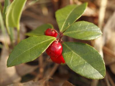 Gaultheria: tutto sul tè dei boschi miracoloso per i disturbi muscolari