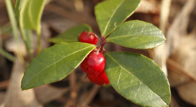 Gaultheria: tutto sul tè dei boschi miracoloso per i disturbi muscolari