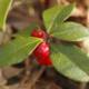 Wintergreen Gaultheria procumbens bacche rosse