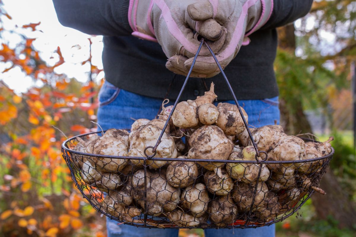 Jerusalem artichoke tubers basket