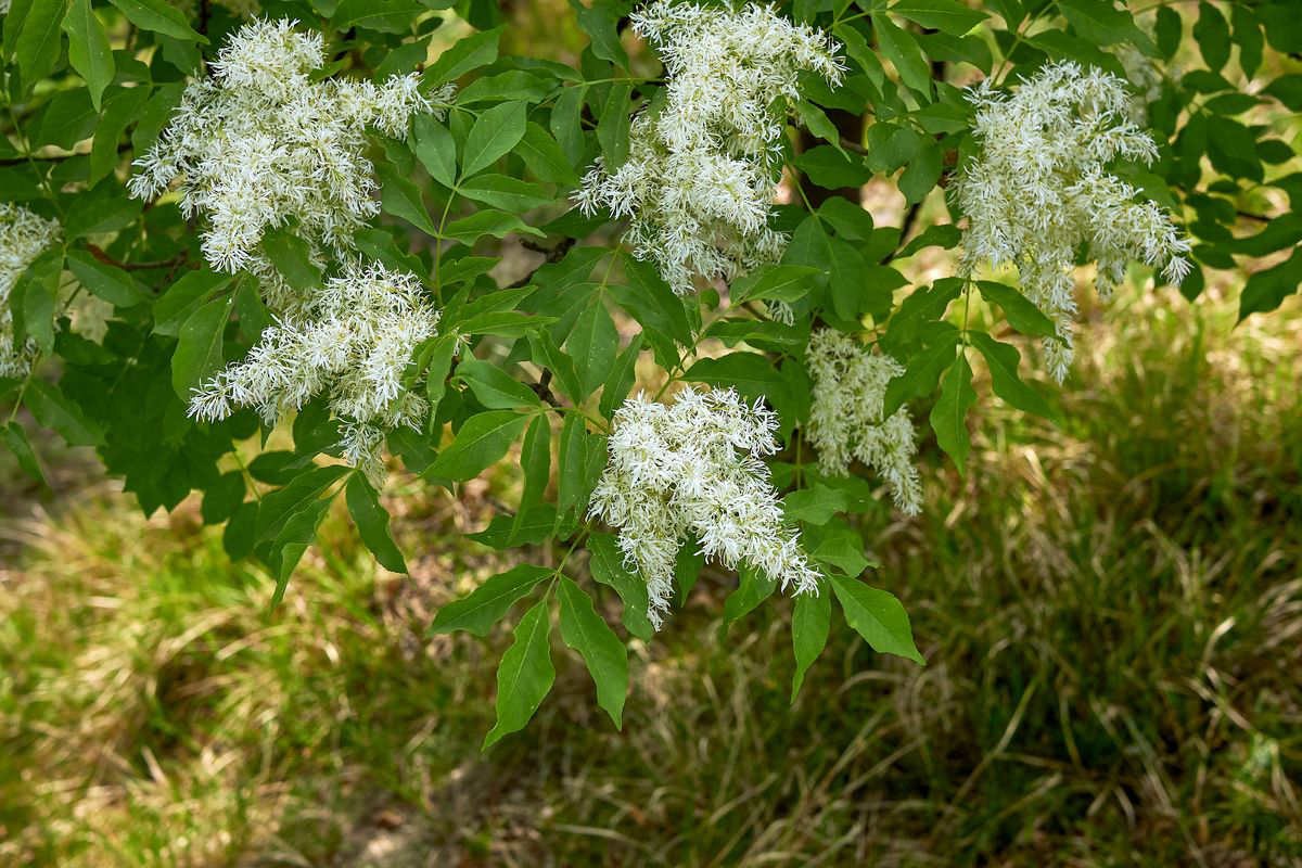 plant flowers