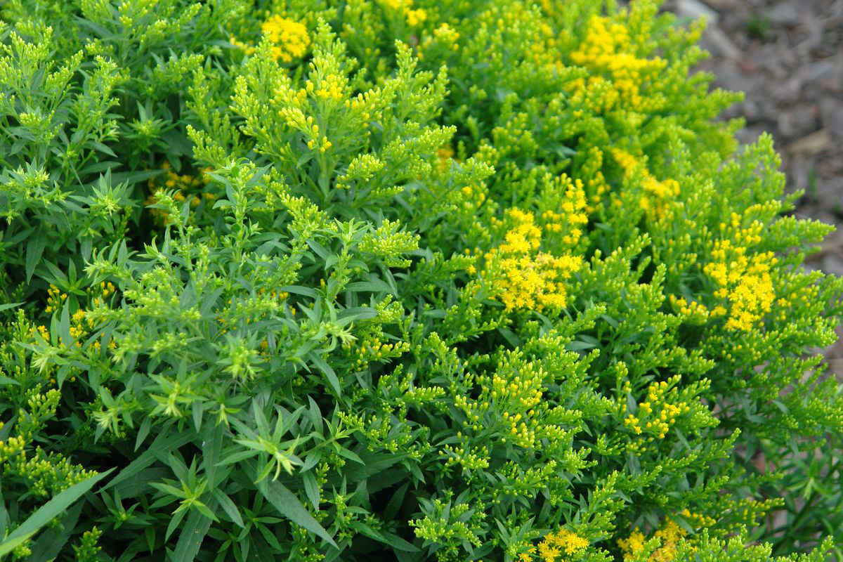 plant nature yellow flowers