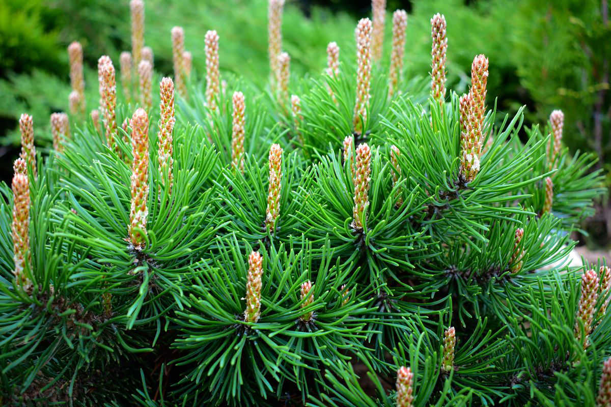 pine needles