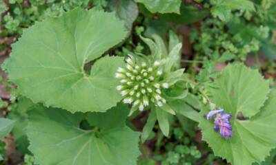 pianta fiore