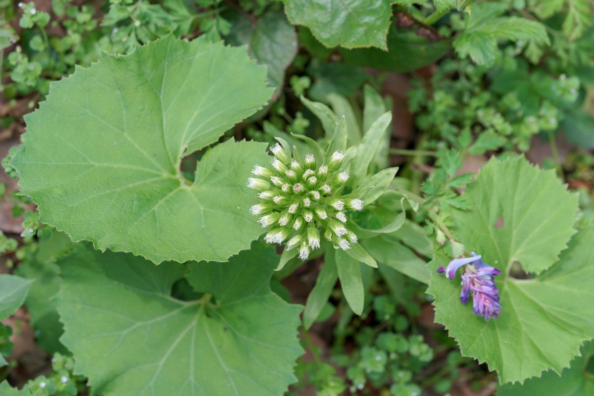 flower plant