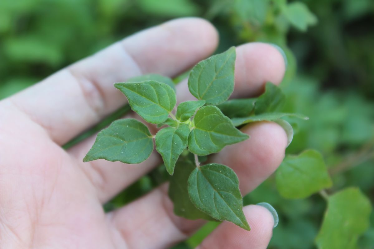 plant leaves hand seedling