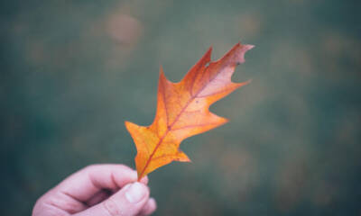 Foglia autunnale